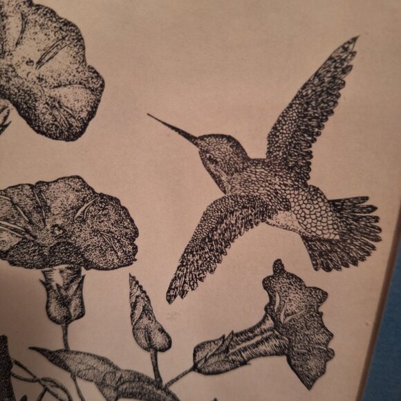 Annarae Anderson Limited Edition Hummingbird Morning Glory Art Print 99 of 500 - Picture 3 of 7
